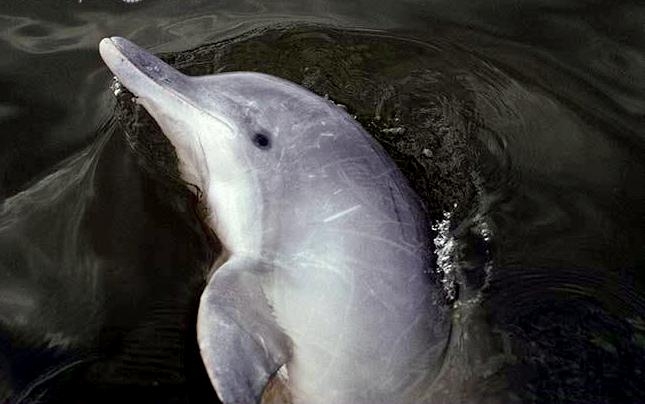 Tucuxi Dolphin