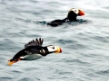 Tufted-horned Puffin