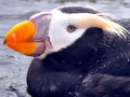 Tufted-horned Puffin