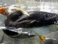 Tufted-horned Puffin