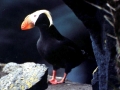 Tufted-horned Puffin