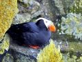 Tufted-horned Puffin