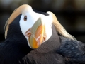 Tufted-horned Puffin