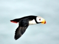 Tufted-horned Puffin