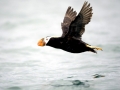 Tufted-horned Puffin