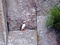 Tufted-horned Puffin