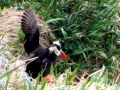 Tufted-horned Puffin