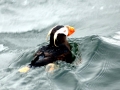 Tufted-horned Puffin