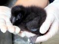 Tufted-horned Puffin