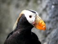 Tufted-horned Puffin
