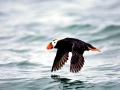 Tufted-horned Puffin