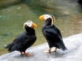 Tufted-horned Puffin
