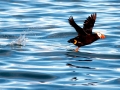 Tufted-horned Puffin
