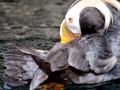 Tufted-horned Puffin