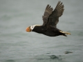 Tufted-horned Puffin