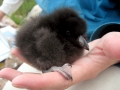 Tufted-horned Puffin