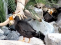 Tufted-horned Puffin