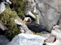 Tufted-horned Puffin