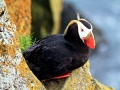Tufted-horned Puffin