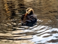 Tufted-horned Puffin