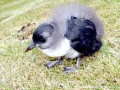Tufted-horned Puffin