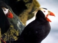 Tufted-horned Puffin