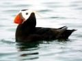 Tufted-horned Puffin