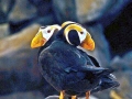 Tufted-horned Puffin