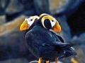 Tufted-horned Puffin