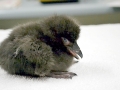 Tufted-horned Puffin