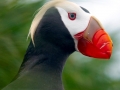 Tufted-horned Puffin