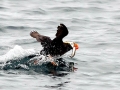 Tufted-horned Puffin