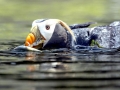 Tufted-horned Puffin