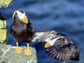 Tufted-horned Puffin
