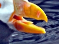 Tufted-horned Puffin