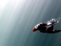 Tufted-horned Puffin