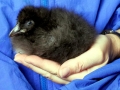 Tufted-horned Puffin