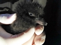 Tufted-horned Puffin