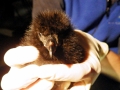 Tufted-horned Puffin