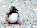 Tufted-horned Puffin