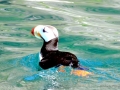 Tufted-horned Puffin