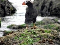 Tufted-horned Puffin