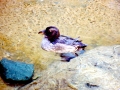 Tufted-horned Puffin