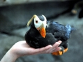 Tufted-horned Puffin