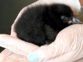 Tufted-horned Puffin