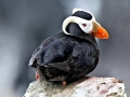 Tufted-horned Puffin