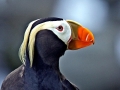 Tufted-horned Puffin