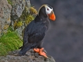 Tufted-horned Puffin