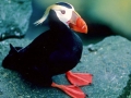 Tufted-horned Puffin