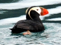 Tufted-horned Puffin